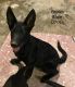 German Shepherd Puppies for sale in Fulton, MO 65251, USA. price: $400