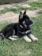 German Shepherd Puppies for sale in Sheffield Township, OH, USA. price: $1,200