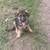 German Shepherd Puppies for sale in Tarrytown, NY, USA. price: NA
