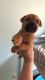 German Shepherd Puppies for sale in Redford Charter Twp, MI, USA. price: $600