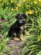 German Shepherd Puppies for sale in Jonesborough, TN 37659, USA. price: $550