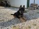 German Shepherd Puppies for sale in Eolia, MO 63344, USA. price: $700