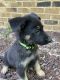 German Shepherd Puppies for sale in Lawrenceville, GA, USA. price: $800