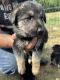 German Shepherd Puppies for sale in Crystal, MI 48818, USA. price: $600