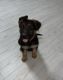 German Shepherd Puppies for sale in Mesa, AZ, USA. price: $340