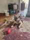 German Shepherd Puppies for sale in Dayton, MD 21036, USA. price: NA