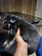 German Shepherd Puppies for sale in Wayne, MI 48184, USA. price: $700