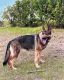 German Shepherd Puppies for sale in 21 Shadowbrook Ln, Milford, MA 01757, USA. price: NA