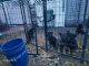 German Shepherd Puppies for sale in Lafayette, IN, USA. price: NA