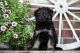 German Shepherd Puppies for sale in Spring City, TN 37381, USA. price: NA