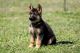 German Shepherd Puppies for sale in Spring City, TN 37381, USA. price: NA