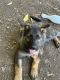 German Shepherd Puppies for sale in Cave Junction, OR 97523, USA. price: $400