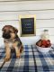 German Shepherd Puppies for sale in Womelsdorf, PA 19567, USA. price: NA