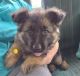 German Shepherd Puppies for sale in Oneonta, AL 35121, USA. price: $700