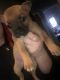 German Shepherd Puppies for sale in Redford Charter Twp, MI, USA. price: NA