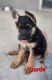 German Shepherd Puppies for sale in El Paso, TX, USA. price: $350