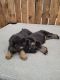 German Shepherd Puppies for sale in Long Prairie, MN 56347, USA. price: $850