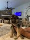 German Shepherd Puppies for sale in 560 Majestic Wood Dr, Fleming Island, FL 32003, USA. price: $1,200
