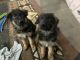 German Shepherd Puppies for sale in Katy, TX 77493, USA. price: NA