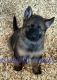 German Shepherd Puppies for sale in Honey Grove, TX 75446, USA. price: NA