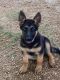 German Shepherd Puppies for sale in Trenton, TX, USA. price: $650