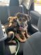 German Shepherd Puppies for sale in 6 Clearwater Ct, Streamwood, IL 60107, USA. price: $900