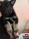 German Shepherd Puppies for sale in Oklahoma City, OK 73115, USA. price: $650
