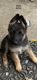 German Shepherd Puppies for sale in Hemet, CA 92543, USA. price: NA