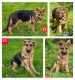 German Shepherd Puppies for sale in Fairbanks, AK, USA. price: $2,500