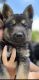 German Shepherd Puppies for sale in Kempner, TX, USA. price: NA