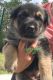 German Shepherd Puppies for sale in Camden, SC 29020, USA. price: NA