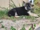 German Shepherd Puppies for sale in Skiatook, OK, USA. price: $400