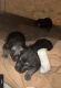 German Shepherd Puppies for sale in Phil Campbell, AL 35581, USA. price: NA