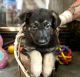 German Shepherd Puppies for sale in Kingsport, TN, USA. price: $800