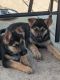 German Shepherd Puppies for sale in Melrose Park, IL, USA. price: NA