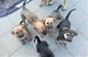 German Shepherd Puppies for sale in Berry Creek, CA 95916, USA. price: NA