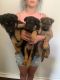 German Shepherd Puppies for sale in Cincinnati, OH, USA. price: $800