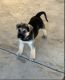 German Shepherd Puppies for sale in Phoenix, AZ, USA. price: $500