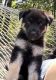German Shepherd Puppies for sale in Corpus Christi, TX, USA. price: $1,000