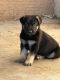 German Shepherd Puppies for sale in Phoenix, AZ, USA. price: $500