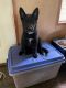 German Shepherd Puppies for sale in Ford City, PA, USA. price: NA