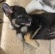 German Shepherd Puppies for sale in Tamarac, FL, USA. price: $1,900