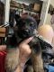 German Shepherd Puppies for sale in Bacliff, TX 77518, USA. price: NA