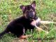 German Shepherd Puppies for sale in Tony, WI, USA. price: $800