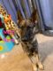German Shepherd Puppies for sale in Mesquite, TX 75150, USA. price: NA