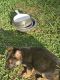 German Shepherd Puppies for sale in 744 McKay Rd, Gray, GA 31032, USA. price: $350