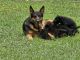 German Shepherd Puppies for sale in 744 McKay Rd, Gray, GA 31032, USA. price: NA