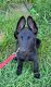 German Shepherd Puppies for sale in Burleson, TX, USA. price: NA
