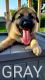 German Shepherd Puppies for sale in Ankeny, IA, USA. price: NA
