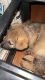 German Shepherd Puppies for sale in Lansing, MI, USA. price: $400